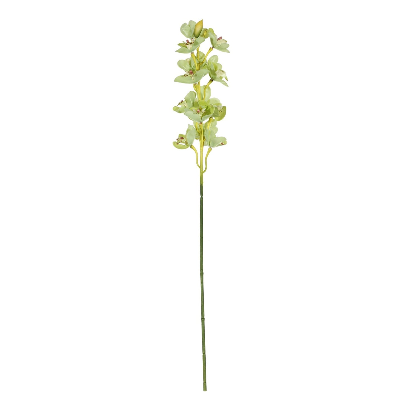 Botanica Green Cymbidium Orchid (76cm)