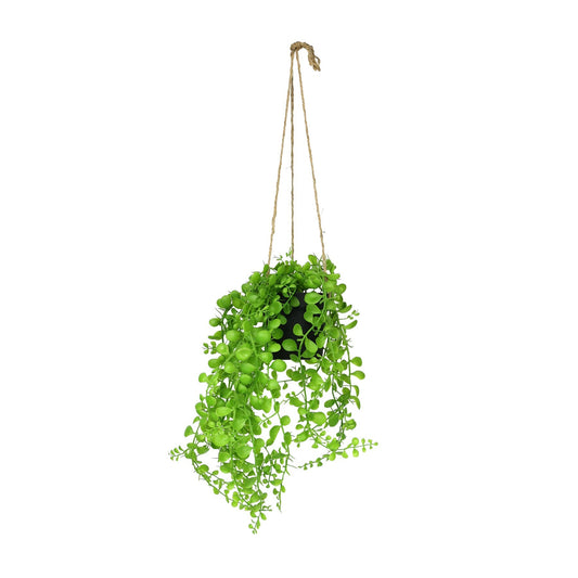 Botanica Hanging Mini String of Pearls Plant